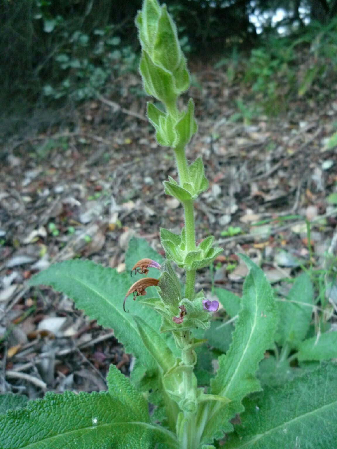 High Resolution Salvia spathacea Bud